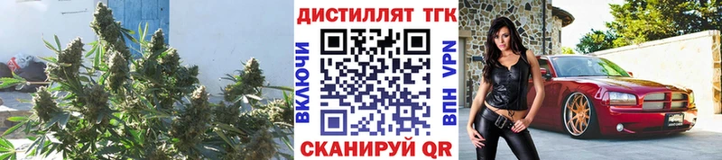 ТГК Wax  Аргун 